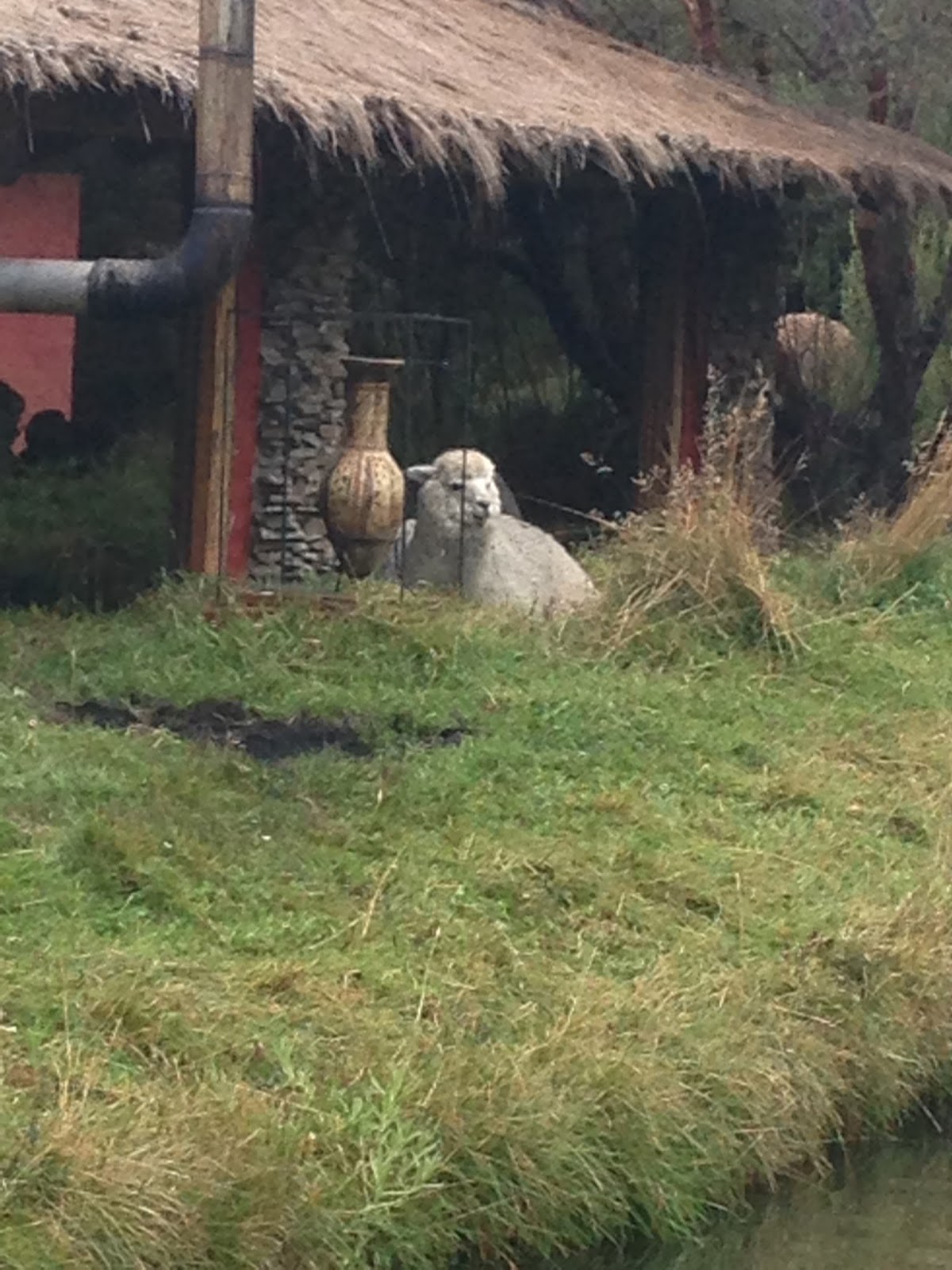 Polylepis, un bosque encantado en Ecuador