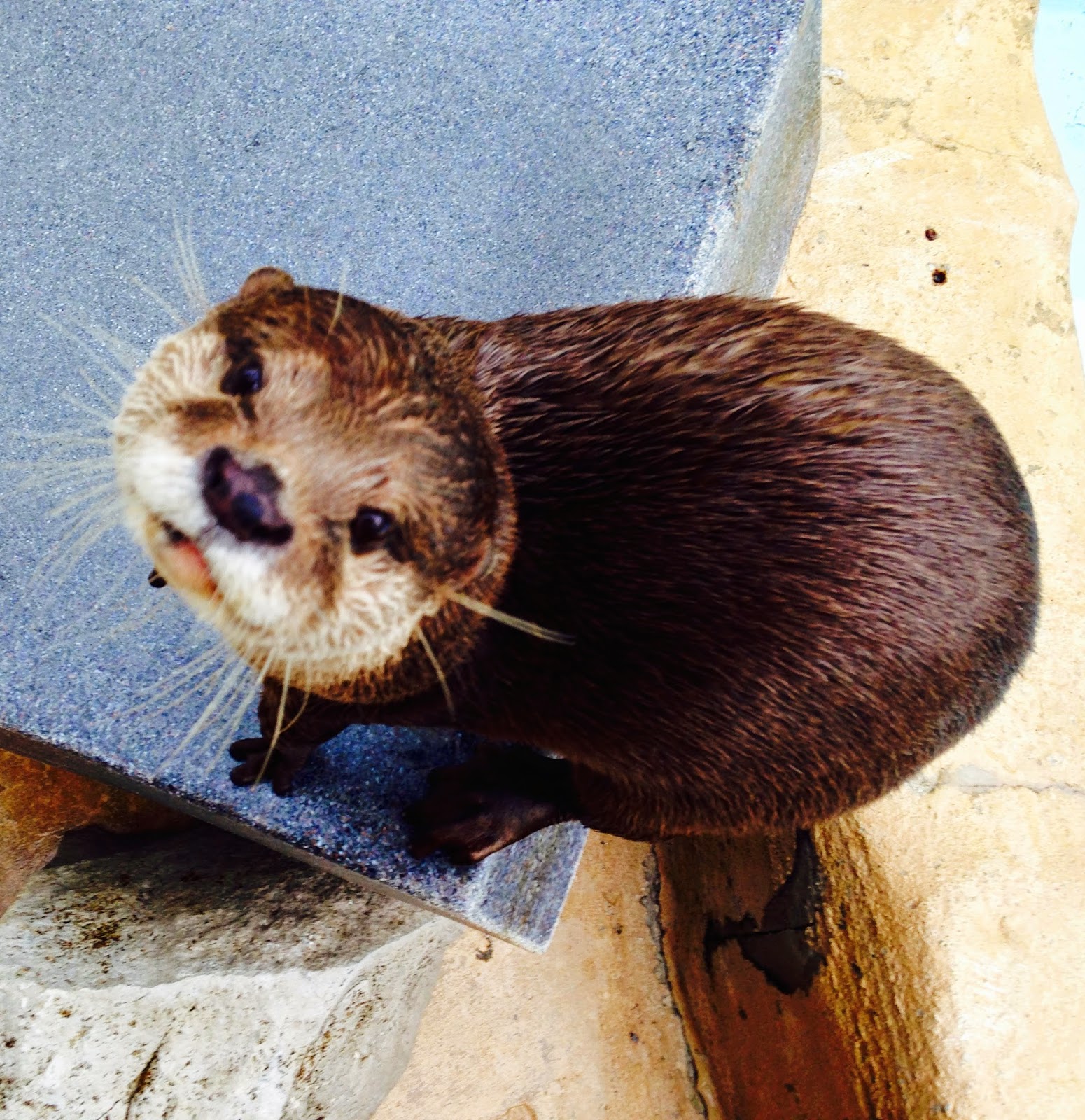 The Middle Flipper: Why You "Otter" Love Otters.