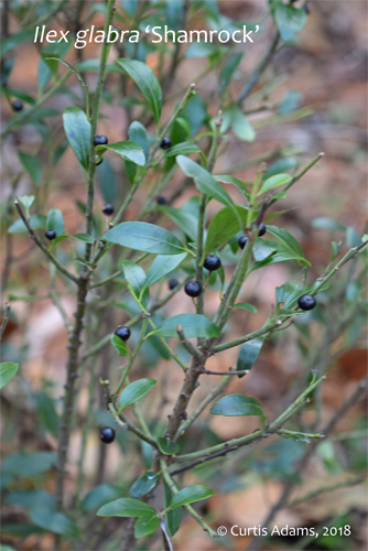 Ilex Genus Yauponery