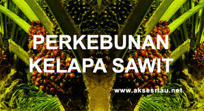 Lowongan Perkebunan Kelapa Sawit Riau