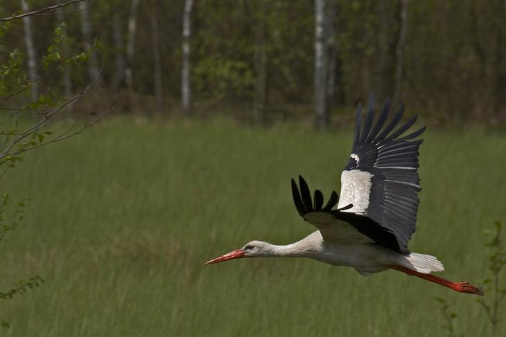 белый аист летит над полесьем слушать. белый аист летит над полесьем слушать. пролетел аист. "аист в поле" перемский. полесье аисты.
