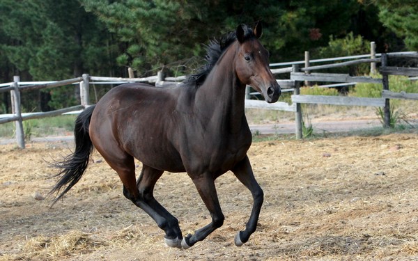 Strong Black Horse Photos Full Widescreen HD