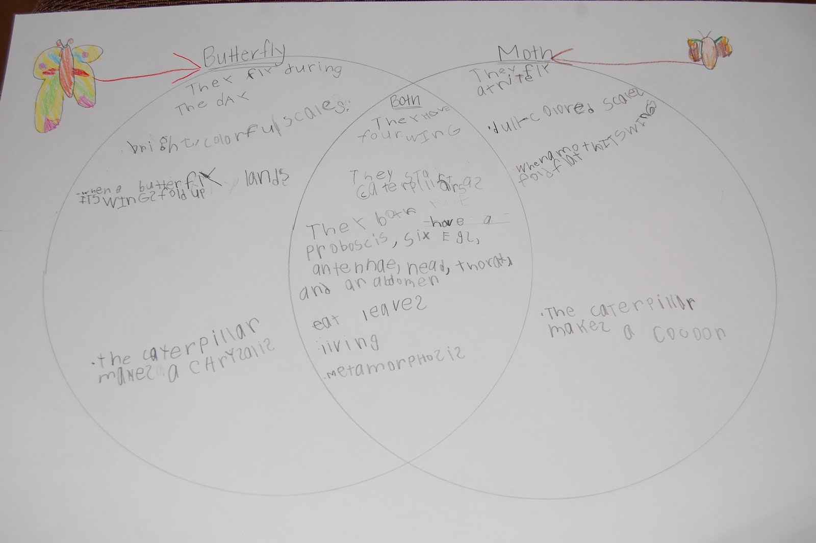 Our Creative Day Venn Diagram Butterflies & Moths