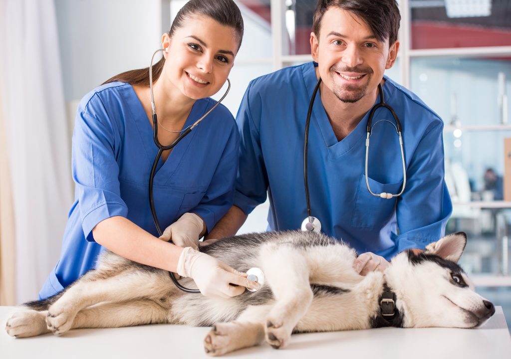 How To Choose The Best Veterinarian For Your Dogs Doglopedix