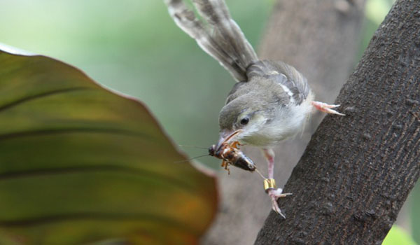harga burung ciblek kristal