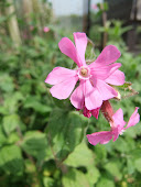 Red campion (Silene dioica