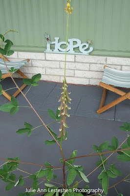 Crotalaria Mucronata - March 3, 2019 Crotalaria Mucronata - March 3, 2019