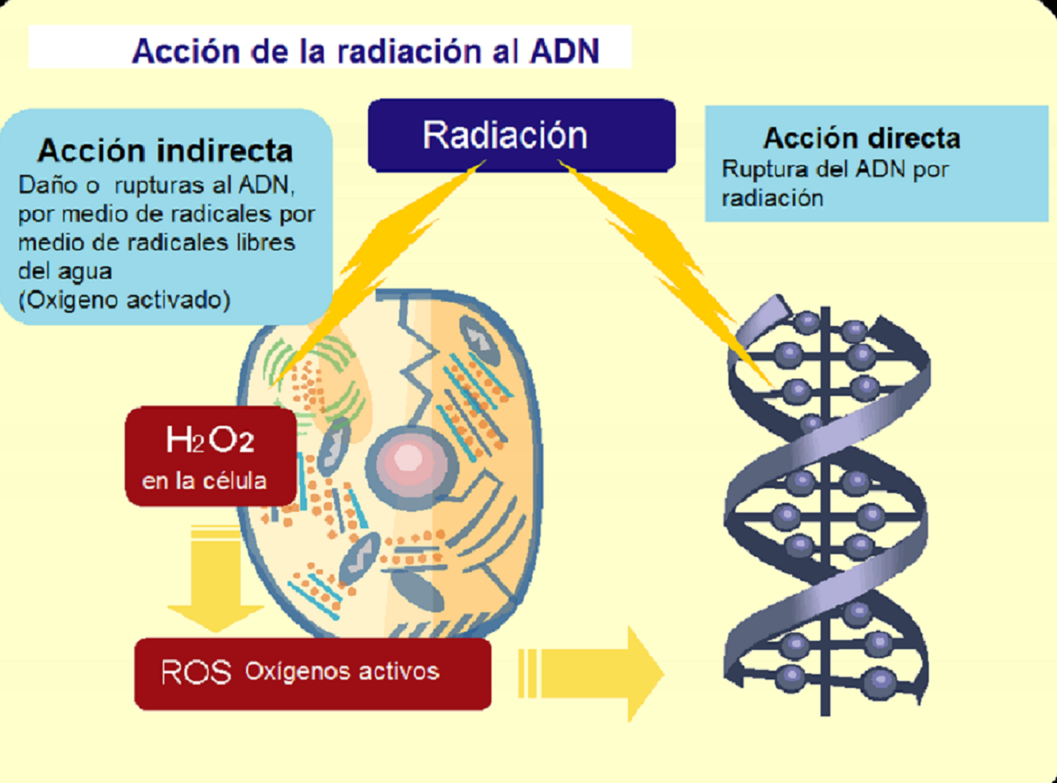 Radiobiologia Y Proteccion Radiologica: Fisica Y Quimica De La 8D5