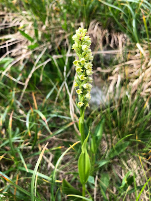 [Orchidaceae] Pseudorchis albida – Small White Orchid (Orchide albida)