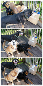 The Lapdogs think their friends at #Chewy are pawesome for sending their Mama a bag full of summertime fun! #ChewyInfluencer #Chewy #RescueDog #AdoptDontShop #HappyDogs ©LapdogCreations