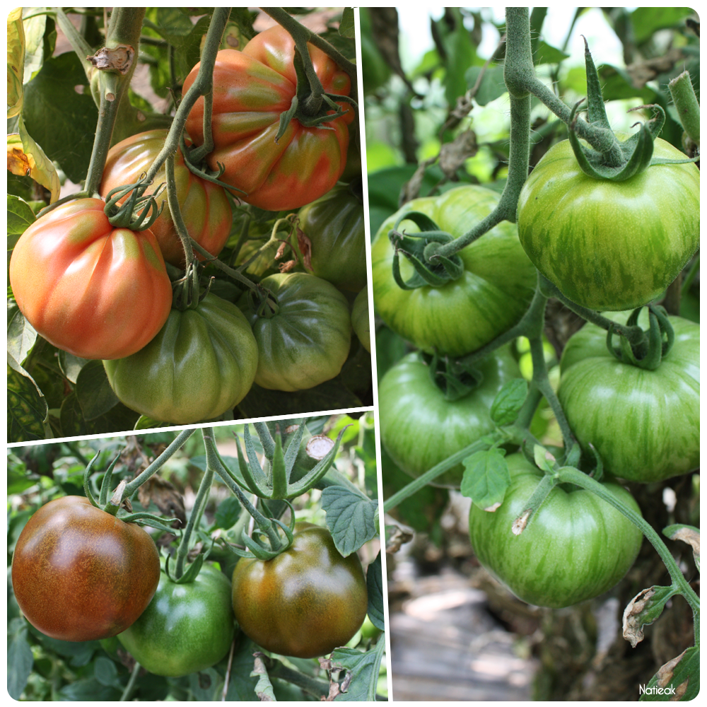 variétés de tomates  de  la ferme de Servigny