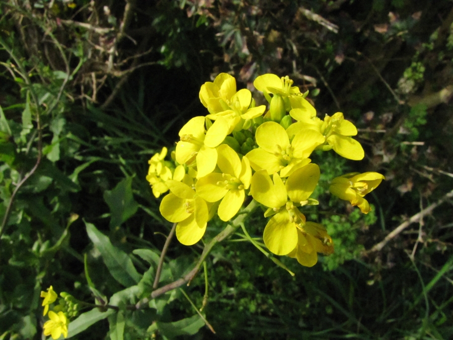 photographing New Zealand roadside wildflower