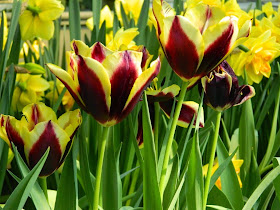 Tulipa Gavota Triumph tulips Centennial Park Conservatory 2015 Spring Flower Show by garden muses-not another Toronto gardening blog