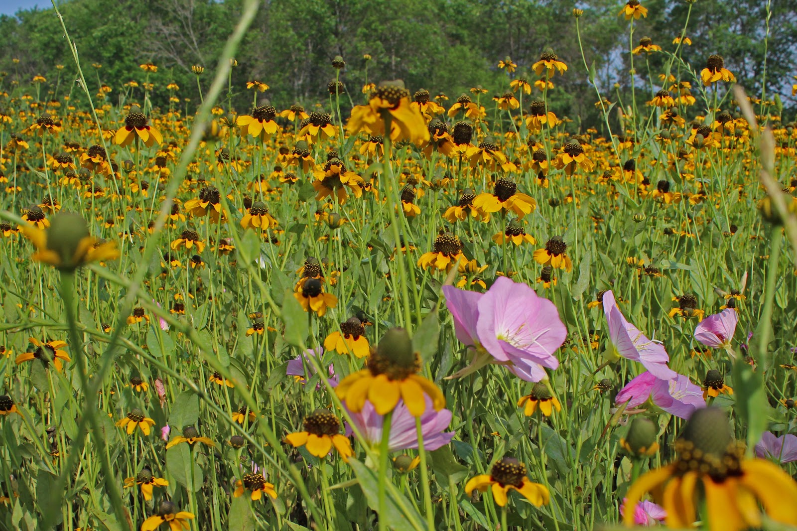 Dallas Trinity Trails The Largest Wildflower Meadow in Dallas