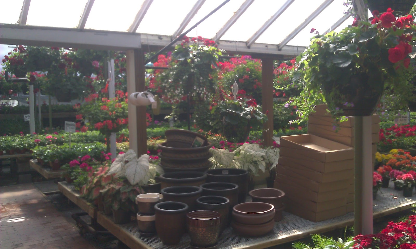 Creating With The J's A day of Greenhouse hopping with my Mom!