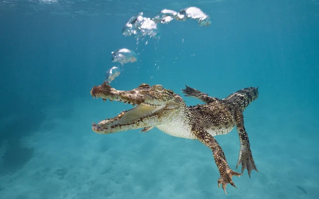 Krokodil die onderwater zwemt in helder water