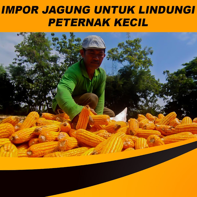Impor Jagung Untuk Lindungi Peternak Kecil