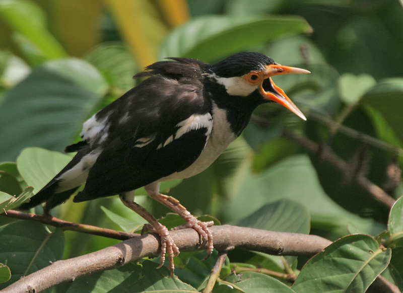 Mengenali Mitos Saat Melatih Burung Jalak Bicara Gado Gado