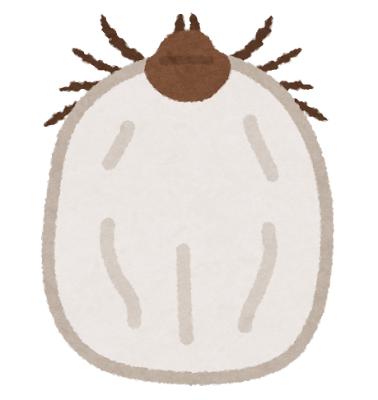 マダニのイラスト(吸血後)