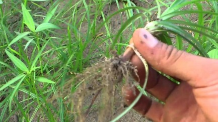 Motivasi Diri Dan Berbagi Dengan Yang Lain Kumpulan Gulma Terganas Pada Tanaman Budidaya