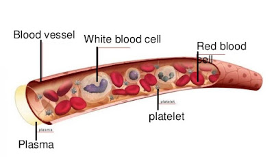Systems of...: 4.- The Circulatory System - Organs And Functions