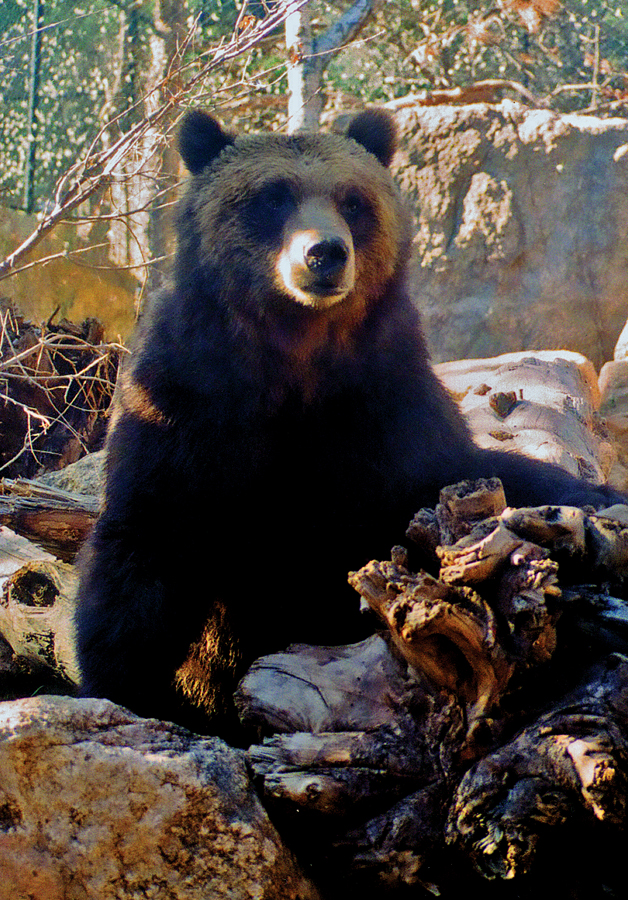 Grizzly Bear Ghosts of Colorado