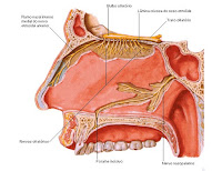 Fuente: http://2.bp.blogspot.com/-0DfveZCSkEk/Ts4t8i-JdTI/AAAAAAAAATE/6f4kzOAutIc/s1600/olfat.jpg