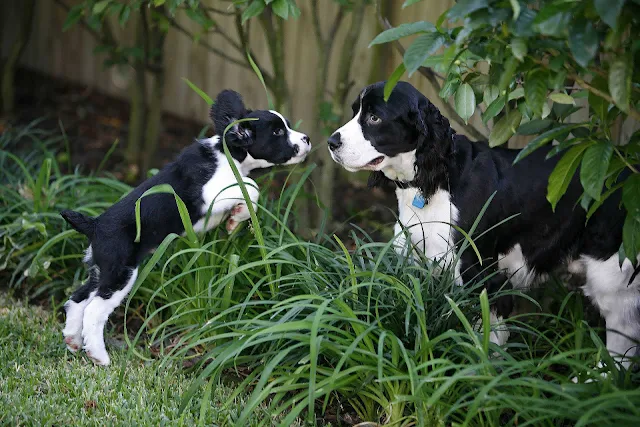 Twee honden op het gras