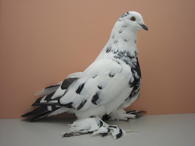 muffed tumbler pigeons