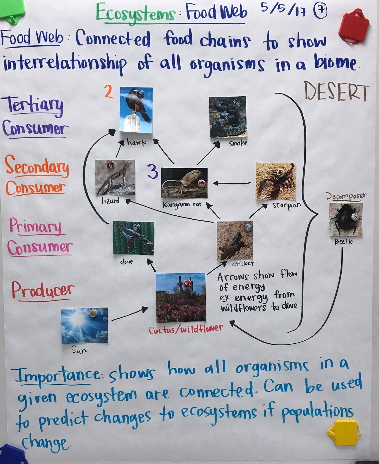 food web vs food chain venn diagram aprilonthemarchco food web and food web and food chain venn diagram