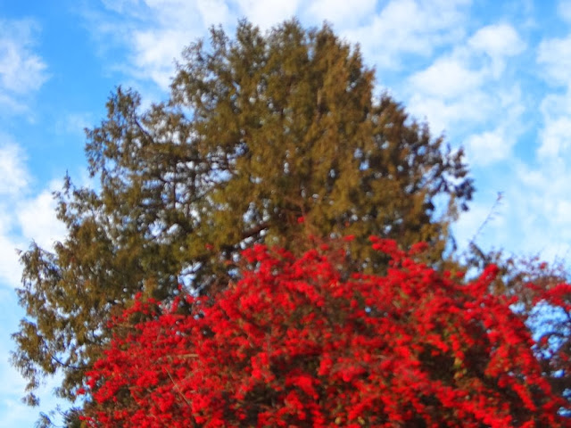 Bright red tree in front of a bright green tree in Vancouver, Stanley Park