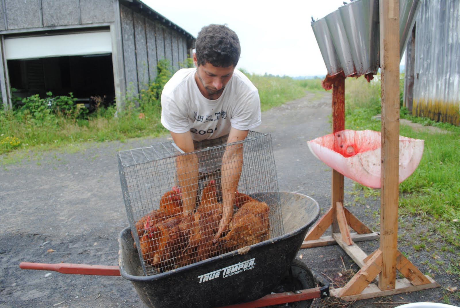 Cairncrest Farm Slaughtering Chickens