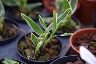 , Visita alle serre di Giulio Celandroni, diarid'orchidee