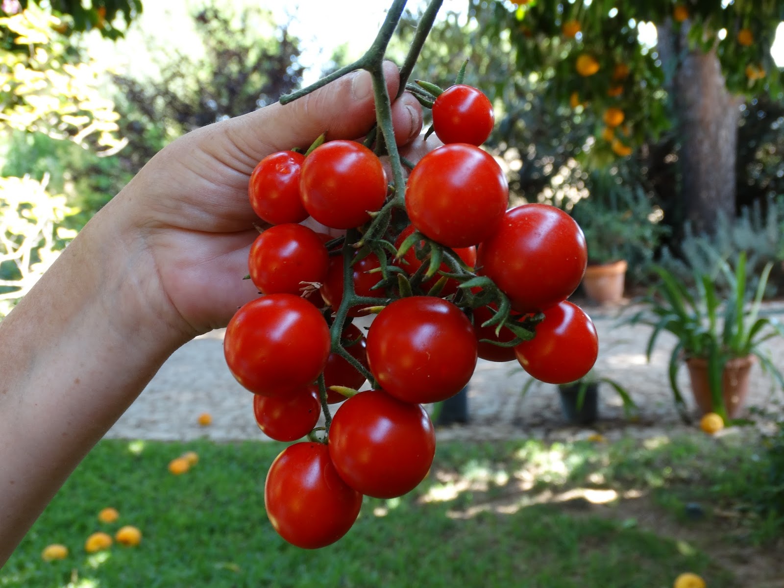 El Terrao - Dos urbanitas en el campo: CULTIVOS DE LA HUERTA DE VERANO. (1)