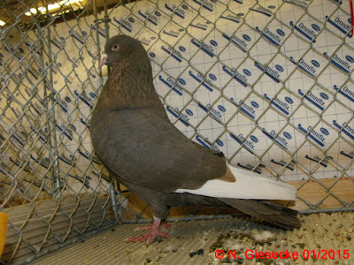 brown white pigeon - tumbler pigeons - german pigeons