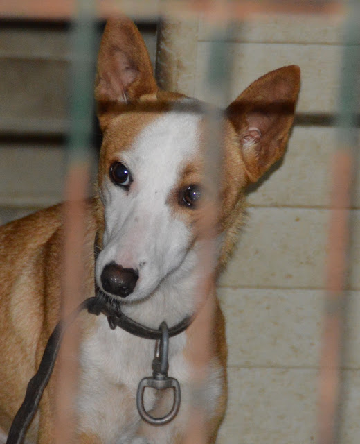 Hunde aus ZentralPortugal adoptieren Januar 2016