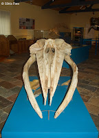 Sala de biología marina Museo de Historia Natural