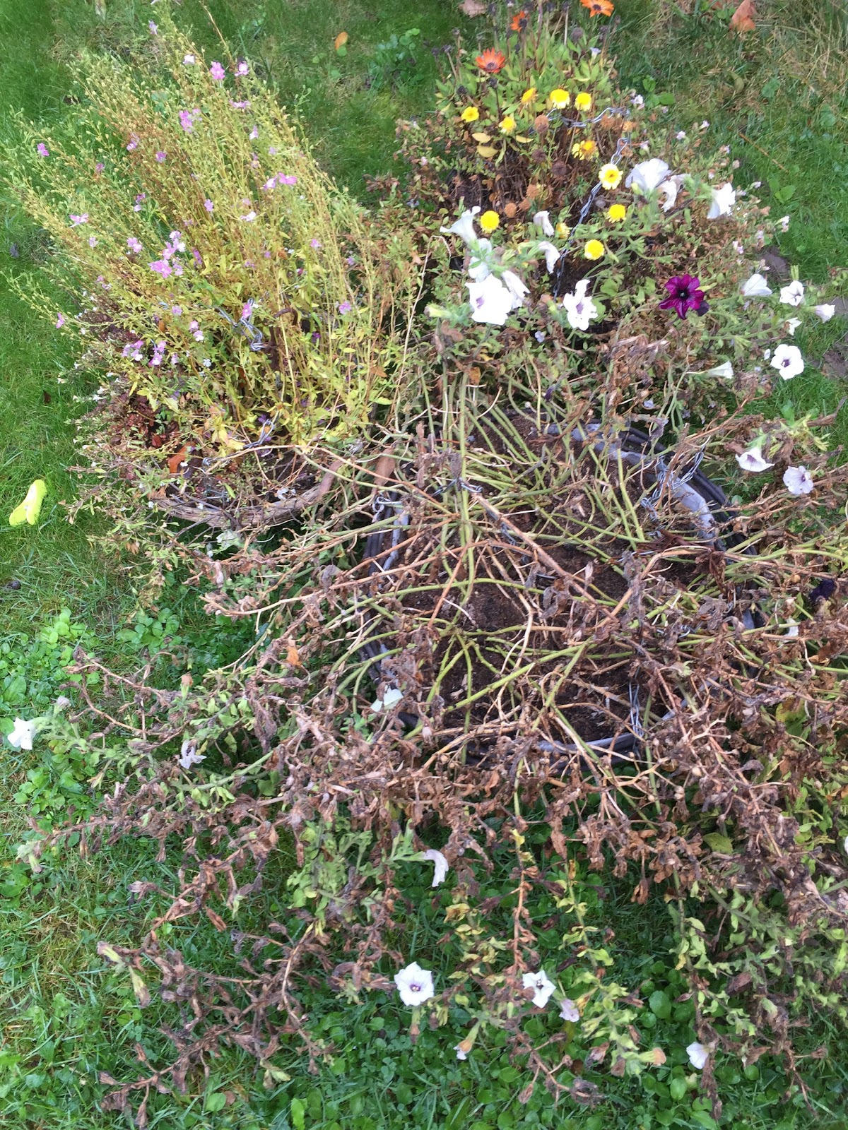 Tidying away Annuals and Hanging Baskets
