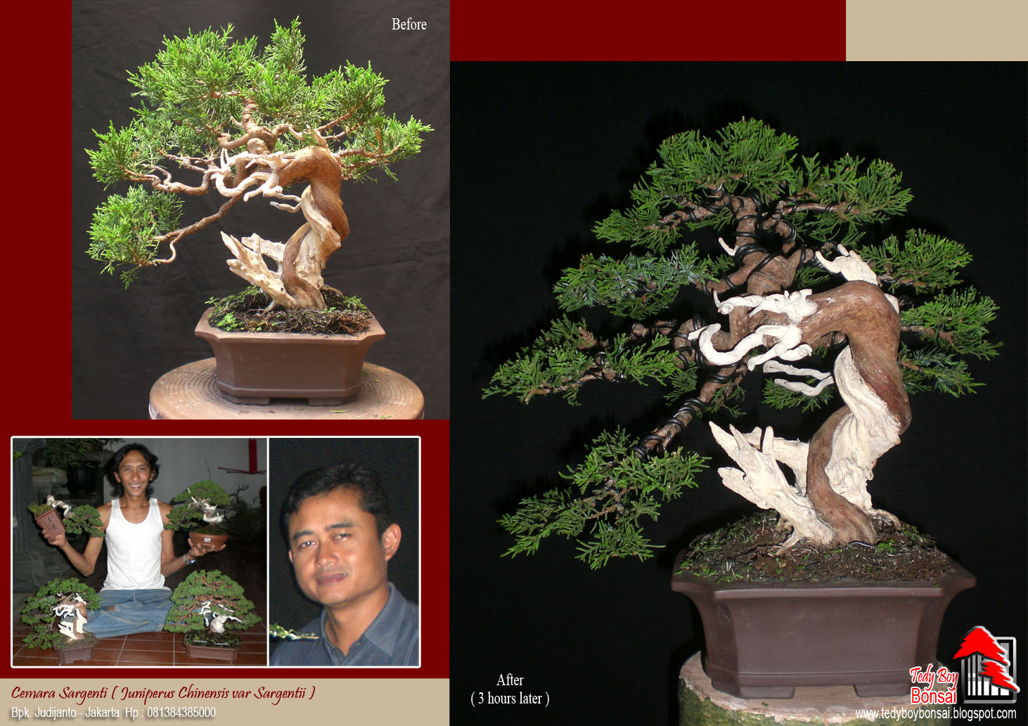 Bonsai Tedy Boy Bonsai Bali INDONESIA europe usa america european JAPAN