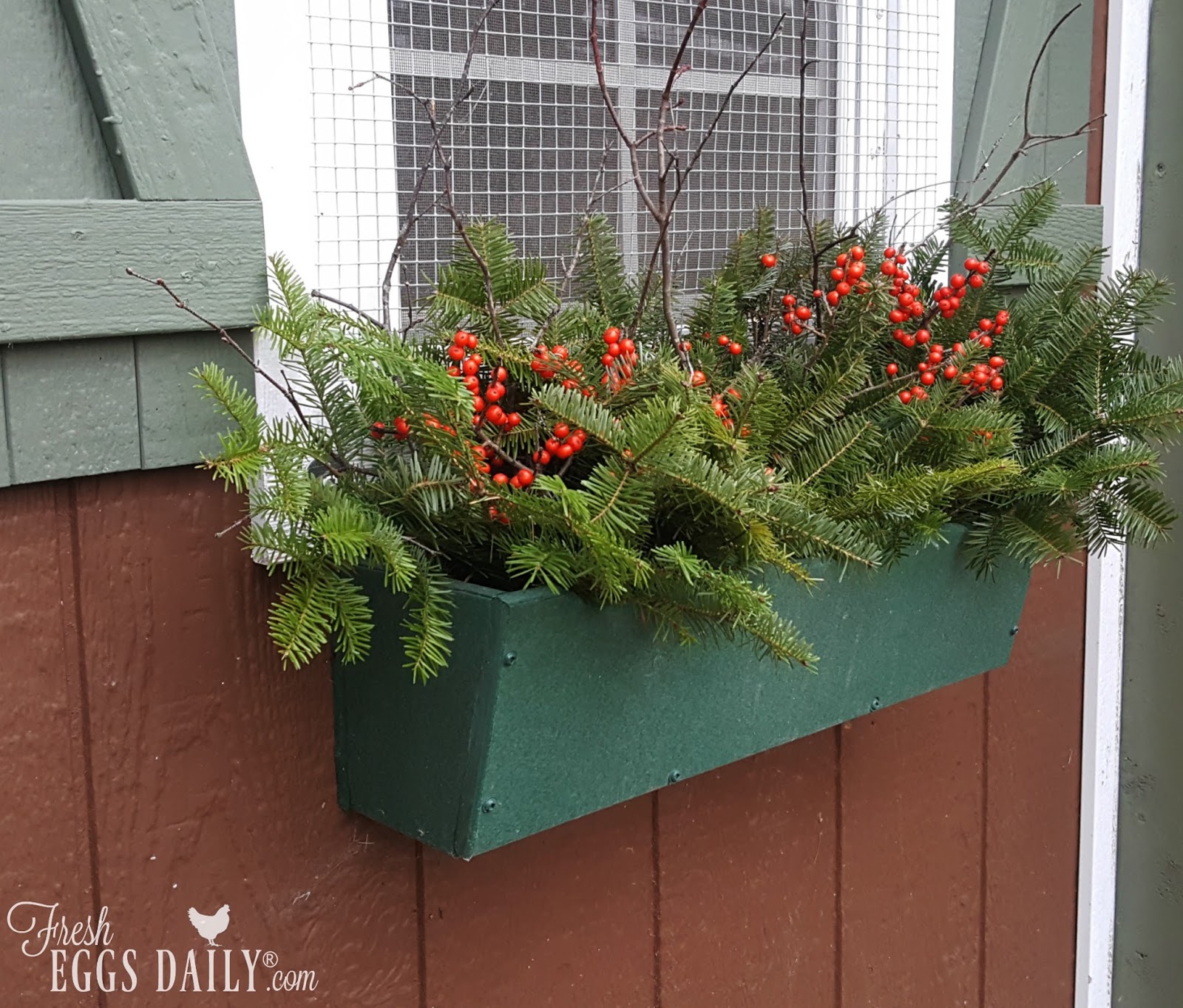 DIY Foraged Winterberry Holiday Window Boxes for your Chicken Coop