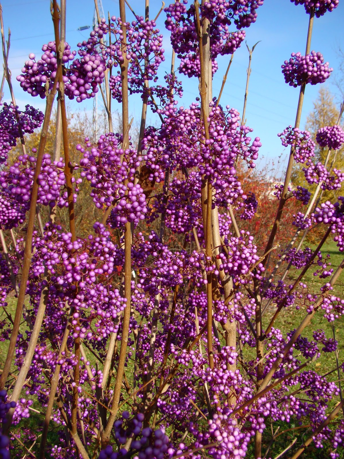 Krzew O Fioletowych Kwiatach Uprawiany Dla Olejku Eterycznego OAZA ZIELENI: Pięknotka Bodiniera - niezwykły krzew o intensywnie
