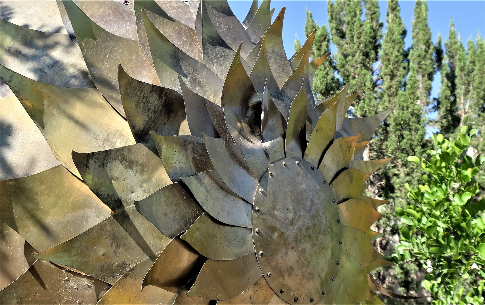 Living Rootless El Paso Desert Botanical Garden