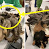 Sungguh Memprihatinkan! Ditinggalkan Oleh Pemiliknya. Lihat Apa yang Menyelimuti Tubuh Kucing Malang Ini