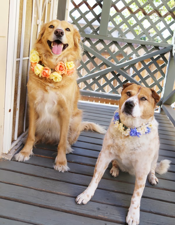 Acute Designs diy doggie flower crowns a wedding shower diy