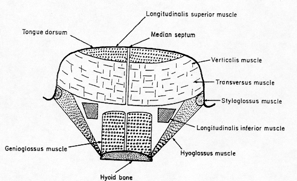 Tongue: Tongue diagram of tongue muscles 