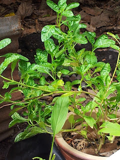 Tangan Panas-Panas Sejuk: Pokok Jolok Cacing