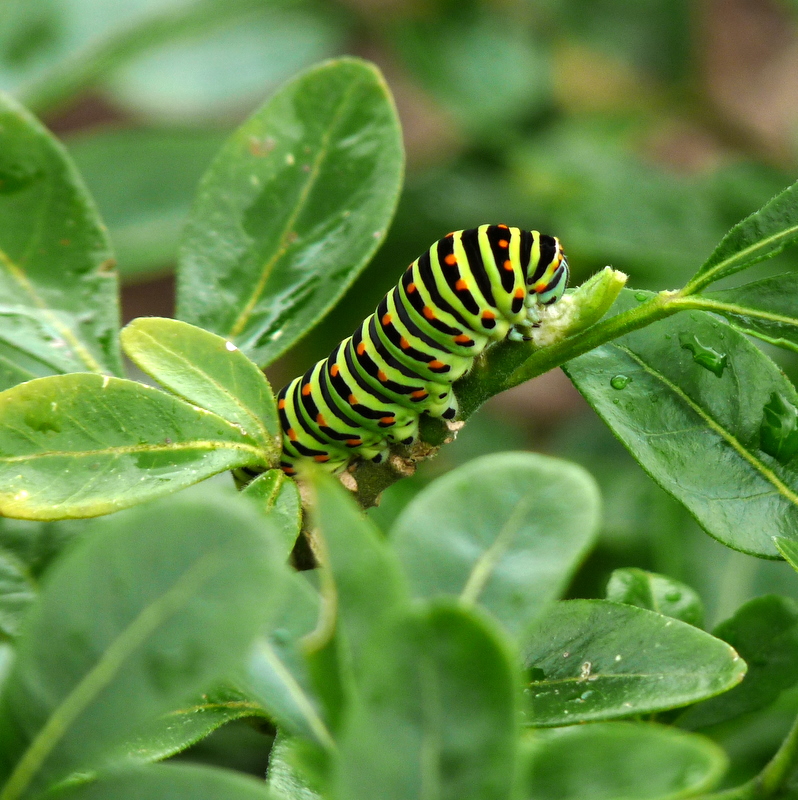 box elder Swallowtail caterpillars