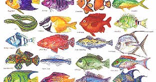 what genus do fish belong to what genus do fish belong to