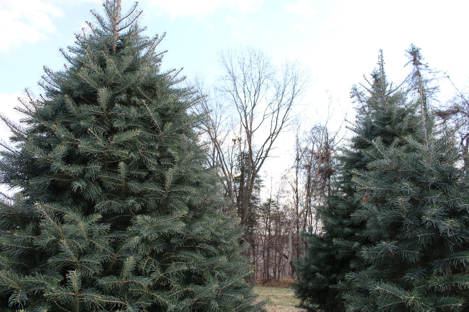 Cutting A Christmas Tree At E Mar Acres In Indiana County Interesting Pennsylvania And Beyond