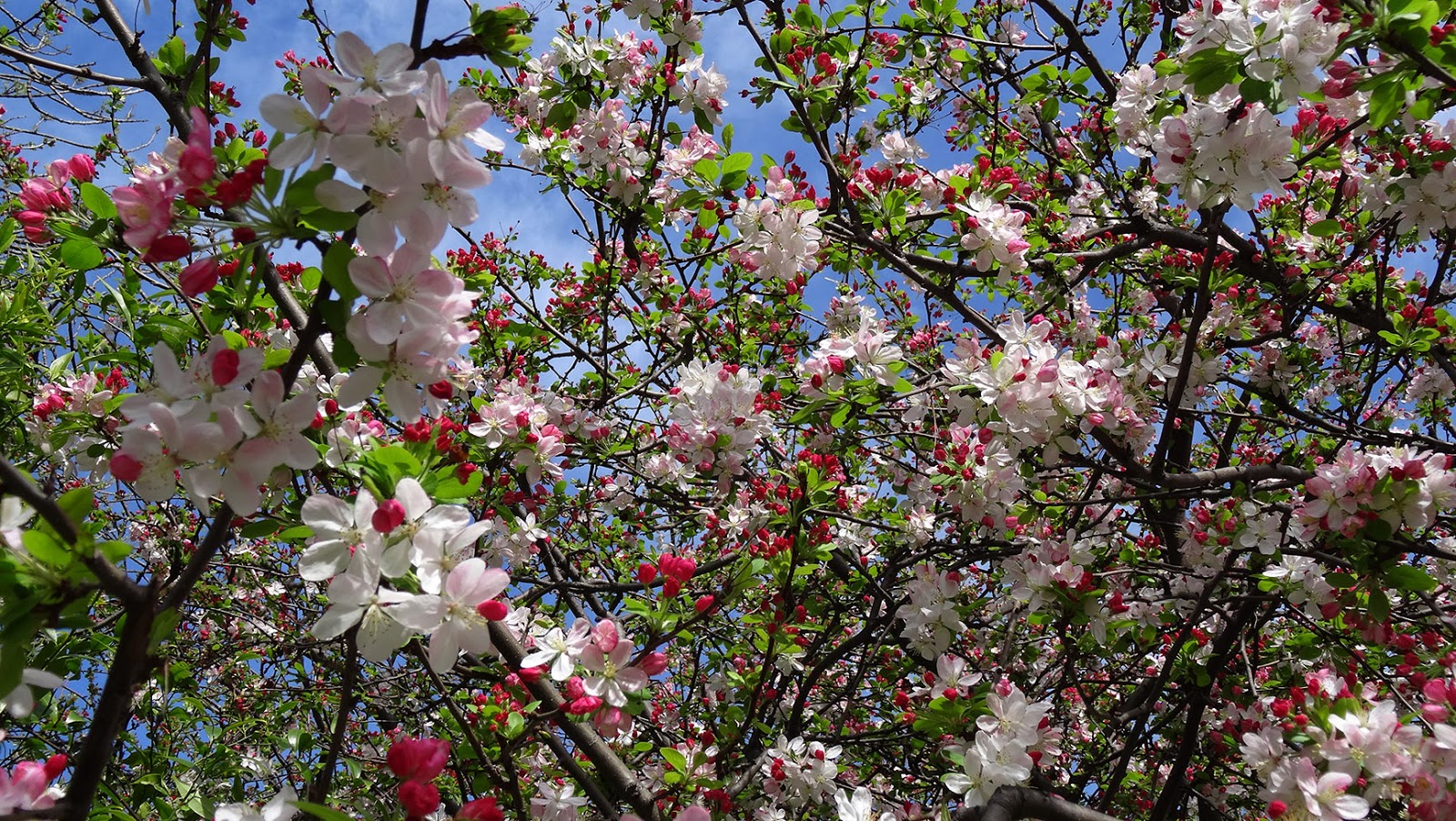 MAP MELBOURNE STREET TREES 44 CRABAPPLE